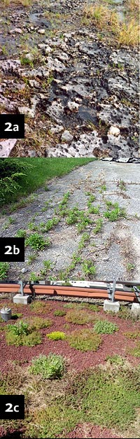 Figure 2a2c: Natural (a), spontaneous urban (b), and designed (c) rock pavement habitats.  The natural pavement is a limestone barren on the Bruce Peninsula, in southern Ontario.  The designed site is a green roof in Portland, Oregon.  (Photos by J. Lundholm)